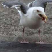 ヒメ日記 2026/04/16 08:32 投稿 あさひ SOAPLAND LOVE FACTORY