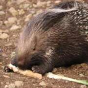 ヒメ日記 2026/04/17 06:50 投稿 あさひ SOAPLAND LOVE FACTORY