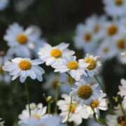 ヒメ日記 2026/04/20 09:01 投稿 あさひ SOAPLAND LOVE FACTORY