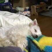 ヒメ日記 2026/04/25 02:42 投稿 あさひ SOAPLAND LOVE FACTORY