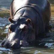 ヒメ日記 2026/04/25 21:12 投稿 あさひ SOAPLAND LOVE FACTORY