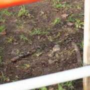 ヒメ日記 2026/04/27 12:35 投稿 あさひ SOAPLAND LOVE FACTORY