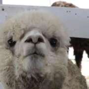 ヒメ日記 2026/04/29 15:44 投稿 あさひ SOAPLAND LOVE FACTORY