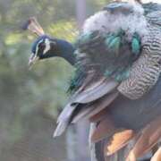 ヒメ日記 2026/04/29 16:05 投稿 あさひ SOAPLAND LOVE FACTORY