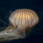 ヒメ日記 2026/02/12 18:02 投稿 ひめか 美女Cafe