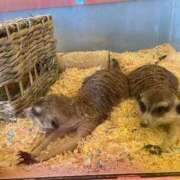 ヒメ日記 2026/04/28 13:48 投稿 ほなみ 熟女の風俗最終章 高崎店