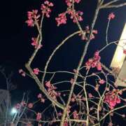 ヒメ日記 2025/03/20 10:06 投稿 ふみこ 完熟ばなな神戸・三宮店