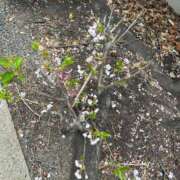 ヒメ日記 2025/04/11 10:03 投稿 ふみこ 完熟ばなな神戸・三宮店