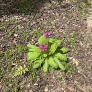 ヒメ日記 2025/05/29 11:03 投稿 ふみこ 完熟ばなな神戸・三宮店