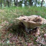 ヒメ日記 2025/08/18 08:23 投稿 ふみこ 完熟ばなな神戸・三宮店