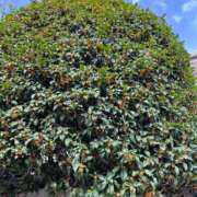 ヒメ日記 2025/11/01 10:48 投稿 ふみこ 完熟ばなな神戸・三宮店