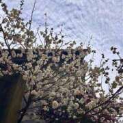 ふみこ 🌸桜🌸しております 完熟ばなな神戸・三宮店