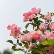 ヒメ日記 2025/09/04 09:26 投稿 月見ゆきね(つきみゆきね) 五十路マダムエクスプレス厚木店(カサブランカグループ)