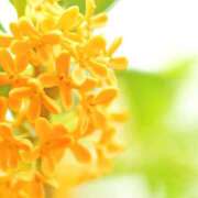 ヒメ日記 2025/09/27 11:54 投稿 月見ゆきね(つきみゆきね) 五十路マダムエクスプレス厚木店(カサブランカグループ)