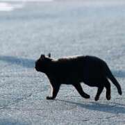 ヒメ日記 2025/10/04 12:20 投稿 月見ゆきね(つきみゆきね) 五十路マダムエクスプレス厚木店(カサブランカグループ)