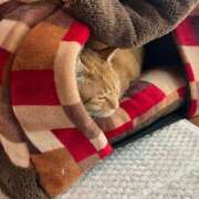 ヒメ日記 2025/10/23 14:30 投稿 月見ゆきね(つきみゆきね) 五十路マダムエクスプレス厚木店(カサブランカグループ)