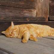 月見ゆきね(つきみゆきね) おせち仕込みの妄想だけで満足しました 五十路マダムエクスプレス厚木店(カサブランカグループ)