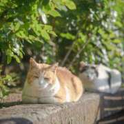 ヒメ日記 2026/02/15 12:36 投稿 月見ゆきね(つきみゆきね) 五十路マダムエクスプレス厚木店(カサブランカグループ)