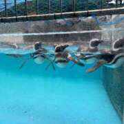 ヒメ日記 2025/09/28 00:48 投稿 なぎさ ギン妻パラダイス 堺東店