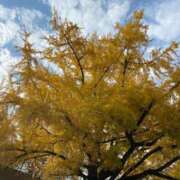 ヒメ日記 2025/11/27 23:01 投稿 なぎさ ギン妻パラダイス 堺東店