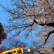 ヒメ日記 2025/04/02 18:16 投稿 桜★濃厚エロスな綺麗系 BITEKI