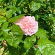 ヒメ日記 2025/08/02 21:15 投稿 かれん 至福の密着エステ&禁断のM性感 Luxeaz