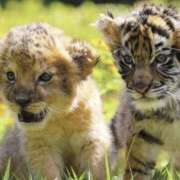 ヒメ日記 2024/12/13 23:51 投稿 平野ちえ 禁断のメンズエステR-18堺・南大阪店