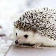 ヒメ日記 2024/12/23 00:33 投稿 平野ちえ 禁断のメンズエステR-18堺・南大阪店