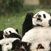 ヒメ日記 2024/12/30 01:33 投稿 平野ちえ 禁断のメンズエステR-18堺・南大阪店