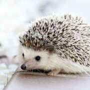 ヒメ日記 2025/01/09 20:18 投稿 平野ちえ 禁断のメンズエステR-18堺・南大阪店