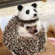 ヒメ日記 2025/01/10 21:36 投稿 平野ちえ 禁断のメンズエステR-18堺・南大阪店