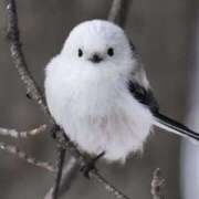 ヒメ日記 2025/01/17 01:42 投稿 平野ちえ 禁断のメンズエステR-18堺・南大阪店