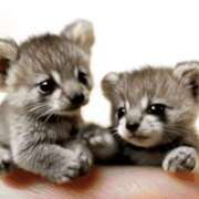 ヒメ日記 2025/01/31 22:33 投稿 平野ちえ 禁断のメンズエステR-18堺・南大阪店