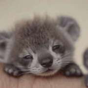 ヒメ日記 2025/02/01 01:42 投稿 平野ちえ 禁断のメンズエステR-18堺・南大阪店