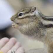 ヒメ日記 2025/02/02 21:51 投稿 平野ちえ 禁断のメンズエステR-18堺・南大阪店