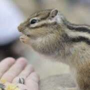 ヒメ日記 2025/03/03 21:34 投稿 平野ちえ 禁断のメンズエステR-18堺・南大阪店