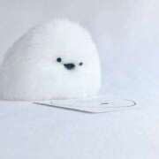 ヒメ日記 2025/03/19 01:42 投稿 平野ちえ 禁断のメンズエステR-18堺・南大阪店