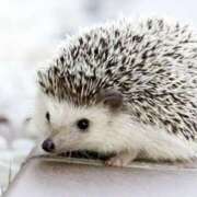 ヒメ日記 2025/03/22 00:51 投稿 平野ちえ 禁断のメンズエステR-18堺・南大阪店