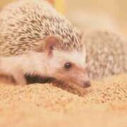 ヒメ日記 2025/03/24 19:42 投稿 平野ちえ 禁断のメンズエステR-18堺・南大阪店