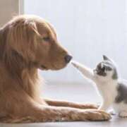 ヒメ日記 2025/03/28 11:36 投稿 平野ちえ 禁断のメンズエステR-18堺・南大阪店