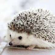 ヒメ日記 2025/03/28 15:42 投稿 平野ちえ 禁断のメンズエステR-18堺・南大阪店