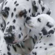 ヒメ日記 2025/03/31 17:33 投稿 平野ちえ 禁断のメンズエステR-18堺・南大阪店