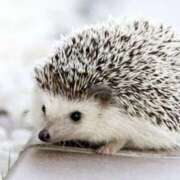 ヒメ日記 2025/04/04 22:51 投稿 平野ちえ 禁断のメンズエステR-18堺・南大阪店