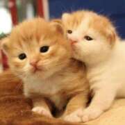 ヒメ日記 2025/04/26 01:42 投稿 平野ちえ 禁断のメンズエステR-18堺・南大阪店