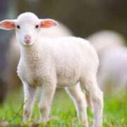 ヒメ日記 2025/05/04 21:54 投稿 平野ちえ 禁断のメンズエステR-18堺・南大阪店