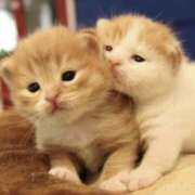 ヒメ日記 2025/05/09 03:34 投稿 平野ちえ 禁断のメンズエステR-18堺・南大阪店