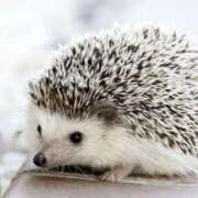 ヒメ日記 2025/05/11 21:24 投稿 平野ちえ 禁断のメンズエステR-18堺・南大阪店