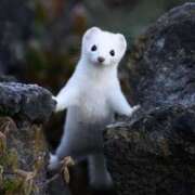 ヒメ日記 2025/05/18 23:04 投稿 平野ちえ 禁断のメンズエステR-18堺・南大阪店