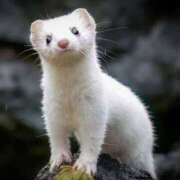 ヒメ日記 2025/05/18 23:54 投稿 平野ちえ 禁断のメンズエステR-18堺・南大阪店