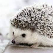 ヒメ日記 2025/05/25 00:54 投稿 平野ちえ 禁断のメンズエステR-18堺・南大阪店